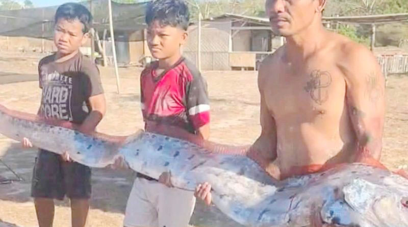 Ikan Oarfish Terdampar di Pantai Pink Lombok, Diduga akib...