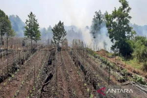 Karhutla di Tegal Arum dan Guntung Damar Ancam Lahan Sayur Warga.
