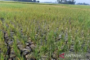 Kemarau Panjang Ancam 800 Ha Tanaman Padi di Tanah Bumbu, Kalsel 