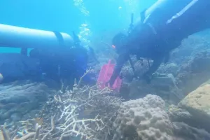 Pemprov DKI Perluas Transplantasi Karang di Empat Pulau Kepulauan Seribu
