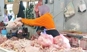 Tembus Rp43 Ribu Per Kilo! Harga Daging Ayam di Temanggung Mendadak Meroket!