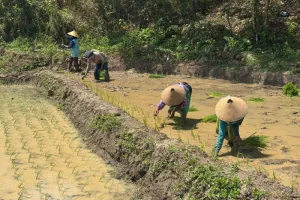 UNDIP Gebrak Pertanian, Sawah Modern Ramah Lingkungan Siap Jadi Percontohan
