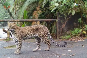 51 Macan Tutul Jawa Teridentifikasi di Gunung Halimun Salak, Termasuk 3 Anakan.