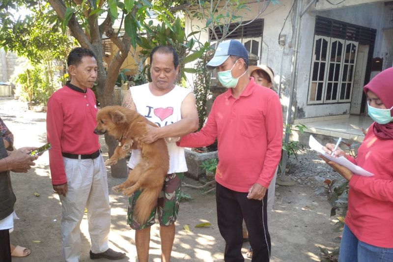 Cegah Rabies, Puluhan Anjing Semi Liar di Mataram Jadi Sasaran Vaksinasi.