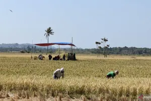 Hadapi Musim Kemarau, Stok Beras Gorontalo Utara Dipastikan Aman hingga Akhir Tahun.