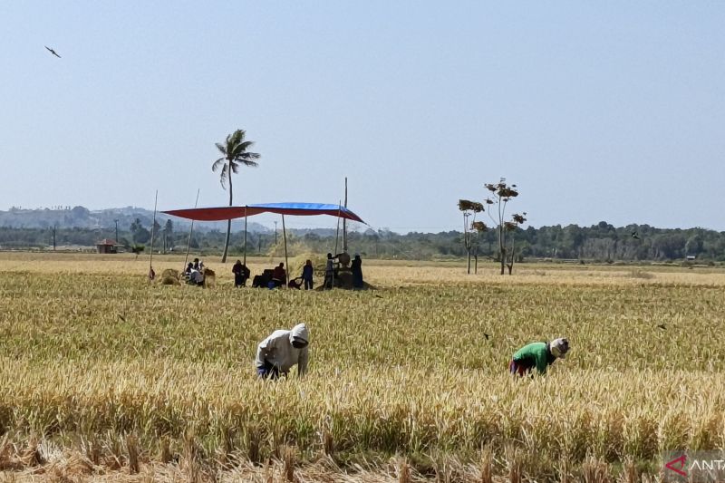 Hadapi Musim Kemarau, Stok Beras Gorontalo Utara Dipastik...