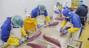 Jaga Kualitas Mutu & Daya Saing Produk Tuna RI, KKP Tingkatkan Kompetensi Pekerja