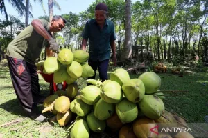 Kelapa Sulteng Naik Kelas, Industrialisasi Mulai Digeber