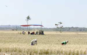 Terjang Kemarau Panjang! Stok Beras Gorontalo Utara Dipastikan Aman Sampai Akhir Tahun!
