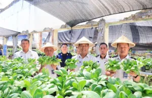 Budi Daya Pakcoi untuk Membekali Kemandirian Warga Binaan Lapas Manado