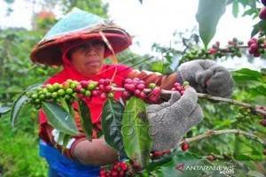 Bukan Sekadar Komoditas Biasa! Kopi Magelang Disiapkan Jadi Produk Unggulan Bernilai Tinggi