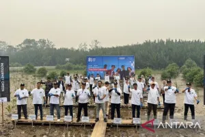 Komit Lestarikan Lingkungan, PT Angkasa Pura Tanam 14.000 Mangrove di Kubu Raya