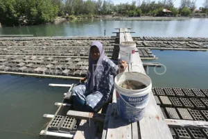 Pasar Dunia Kepincut Kepiting Soka Banda Aceh, Ekonomi Pesisir Ikut Terangkat