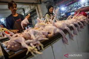 Pemprov Sumut Terus Antisipasi Lonjakan Harga Daging Ayam Ras Tembus Rp50.000/Kg