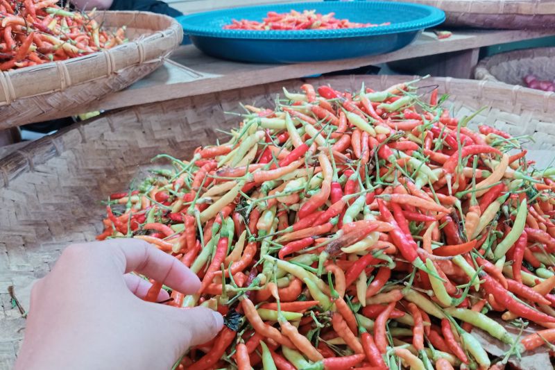 Cabai Tak Kunjung Murah Tembus 140 Ribu per Kg, DPRD Gorontalo Utara Berharap Masuk Pasar Murah