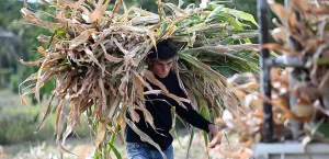 Ekuador Umumkan Keadaan Darurat El Nino
