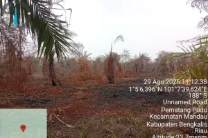 Heboh di Bengkalis! Pemilik Kebun Sawit Jadi Tersangka, Ini Kasusnya