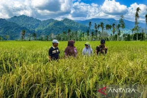 Kabar Baik! Sawah Terdampak...