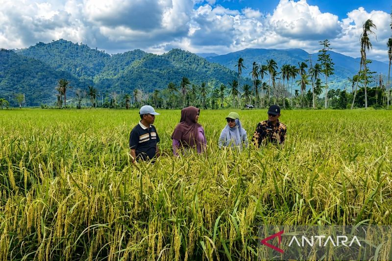 Kabar Baik! Sawah Terdampak Bencana di Padang Pariaman Mu...