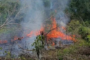 Karhutla Kalimantan Makin Jadi Sorotan, Jepang Kirim Kapal dan 3 Helikopter