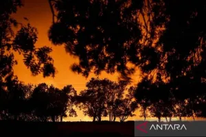 Korban Terus Bertambah! Kebakaran Hutan Aljazair Kini Tewaskan 73 Orang