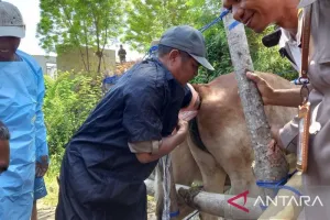 Tingkatkan Produktivitas Ternak, Pemkab Sigi Sediakan Layanan Konsultasi bagi Peternak