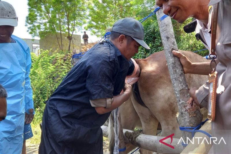 Tingkatkan Produktivitas Ternak, Pemkab Sigi Sediakan Layanan Konsultasi bagi Peternak