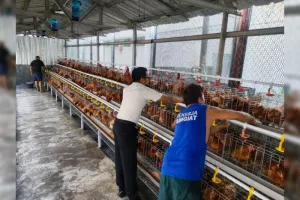 Dari Balik Jeruji Jadi Peternak, Warga Binaan Rutan Cipinang Budidaya Ayam Petelur
