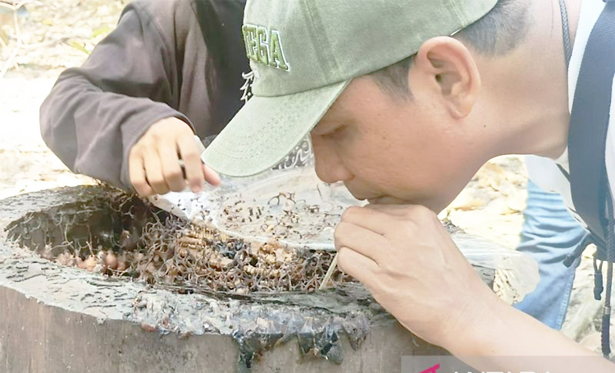 Dari Lebah Jadi Cuan, Petani Kukar Sulap Madu Kelulut Jadi Semir Sepatu hingga Kosmetik