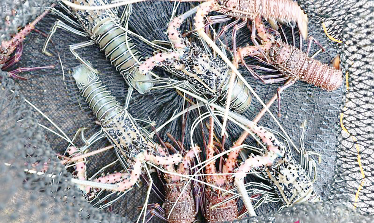 Hasil Tangkapan Anjlok Parah, Pengepul Lobster Gorontalo Terpaksa Impor Pasokan Luar Daerah
