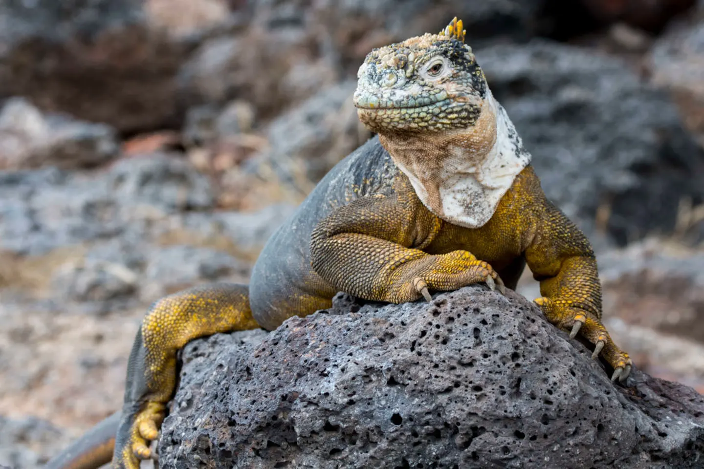 Iguana Galapagos Gagal Diselundupkan di Ekuador Usai Dise...
