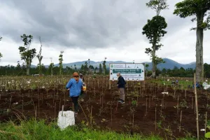 Jabar Permak 22 Hektare Kebun Teh, Ciater-Pangalengan Siap Bangkit