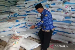 Kabar Baik untuk Petani Bangkalan! Kuota Pupuk Subsidi Dipastikan Aman hingga Akhir 2026