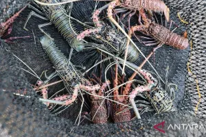 Pasokan Lobster Desa Bajo Anjlok, dari 25 Kilogram Kini Hanya 3-5 Kilogram.