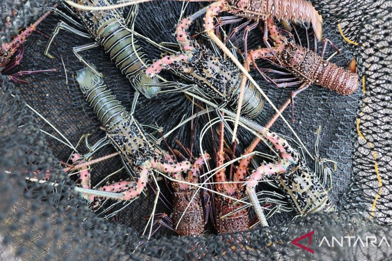 Pasokan Lobster Desa Bajo Anjlok, dari 25 Kilogram Kini H...