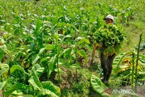 Petani Mulai Tersenyum Lebar, Harga Tembakau Temanggung Melejit