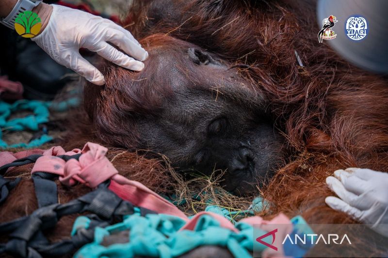 Seekor Orangutan Jantan Ditemukan Lemas akibat Asap Karhutla