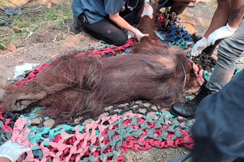 Kena Asap Kebakaran Hutan, Seekor Orangutan Ditemukan Lemas di Kebun Sawit Warga Ketapang 