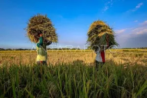 BPS: Produksi Padi & Jagung Juli 2026 Turun! Ini Penyebabnya