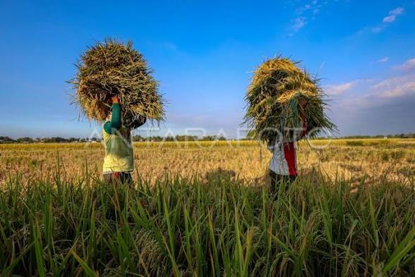 BPS: Produksi Padi & Jagung Juli 2026 Turun! Ini Penyebabnya