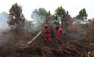 BRIN Kembangkan Sistem Monitoring Air Tanah untuk Kurangi Risiko Karhutla di Lahan Gambut