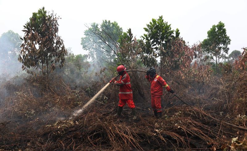 BRIN Kembangkan Sistem Monitoring Air Tanah untuk Kurangi Risiko Karhutla di Lahan Gambut