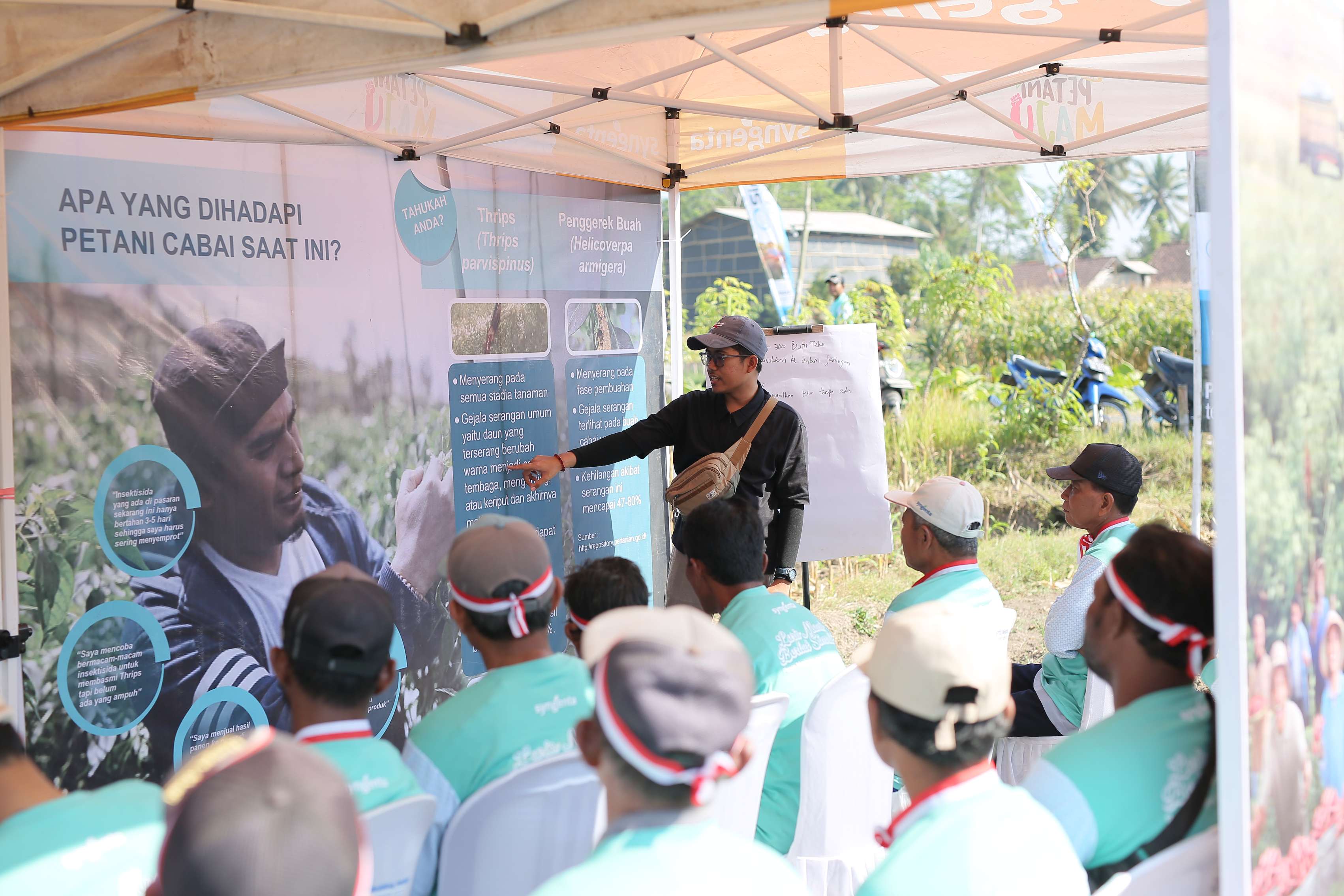 Hama Thrips Bikin Cabai Bengkok & Rontok! Syngenta Luncurkan Teknologi Baru