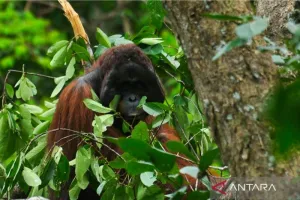 Karhutla Mengancam! BKSDA Kalbar Bergerak Lindungi Orangutan dari Kepungan Api
