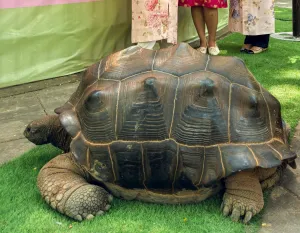 Koleksi Baru Kebun Binatang Surabaya: Empat Kura-Kura Aldabra Raksasa Didatangkan dari Jepang 