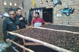Unand Kembangkan Kopi Parak di Pasaman, Potensi Kopi Lokal Mulai Digenjot