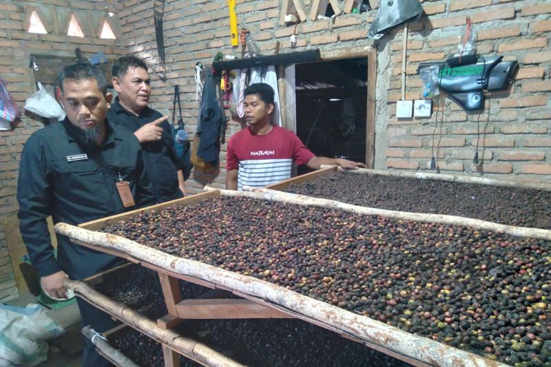Unand Kembangkan Kopi Parak di Pasaman, Potensi Kopi Lokal Mulai Digenjot
