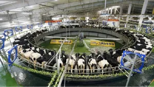 Bukan Sekadar Kandungan Nutrisi, Asal dan Proses Susu Formula Perlu Diperhatikan