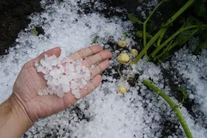 Kabupaten Lanny Jaya Diguyur Hujan Es Saat Kemarau, Hasil Bumi Rusak Parah