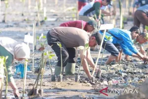 Tanam 700 Bibit Mangrove untuk Pulihkan Ekosistem Pesisir Panda